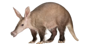 Aardvark