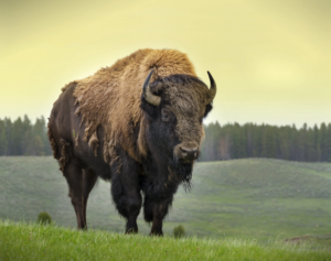 Bison