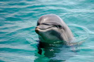 Dolphin