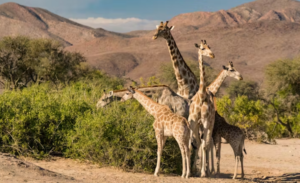 Giraffe