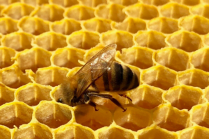 Honeybee